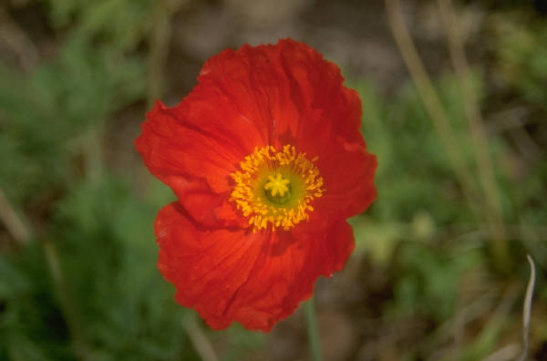 Click to go to Commonwealth War Graves Site